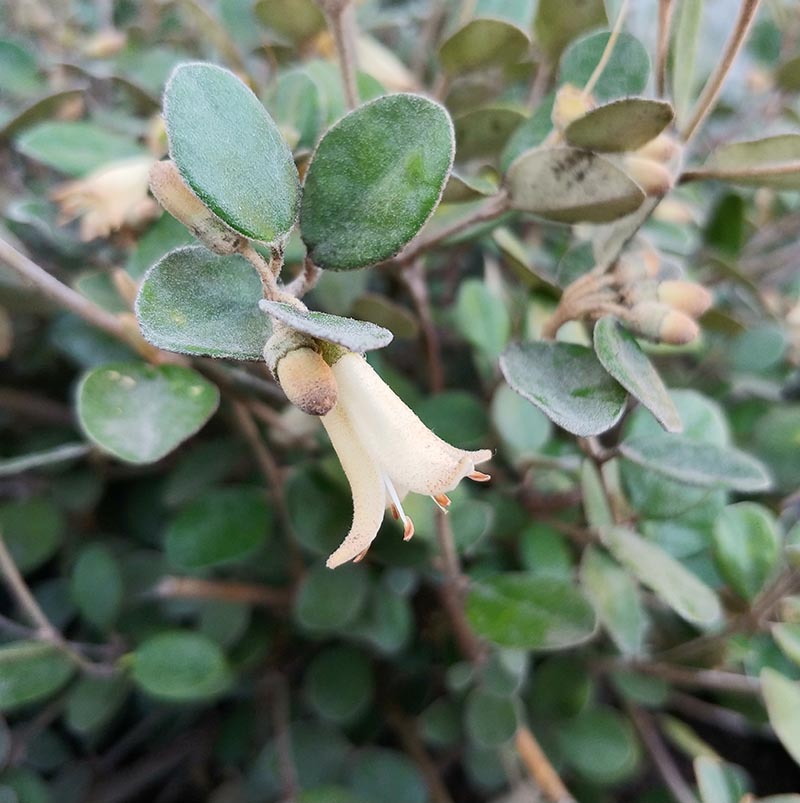 Correa 'Ivory Bells'