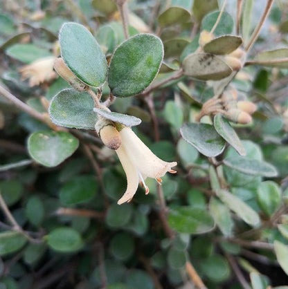 Correa 'Ivory Bells'