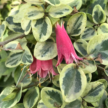 Correa 'Wyn's Wonder'