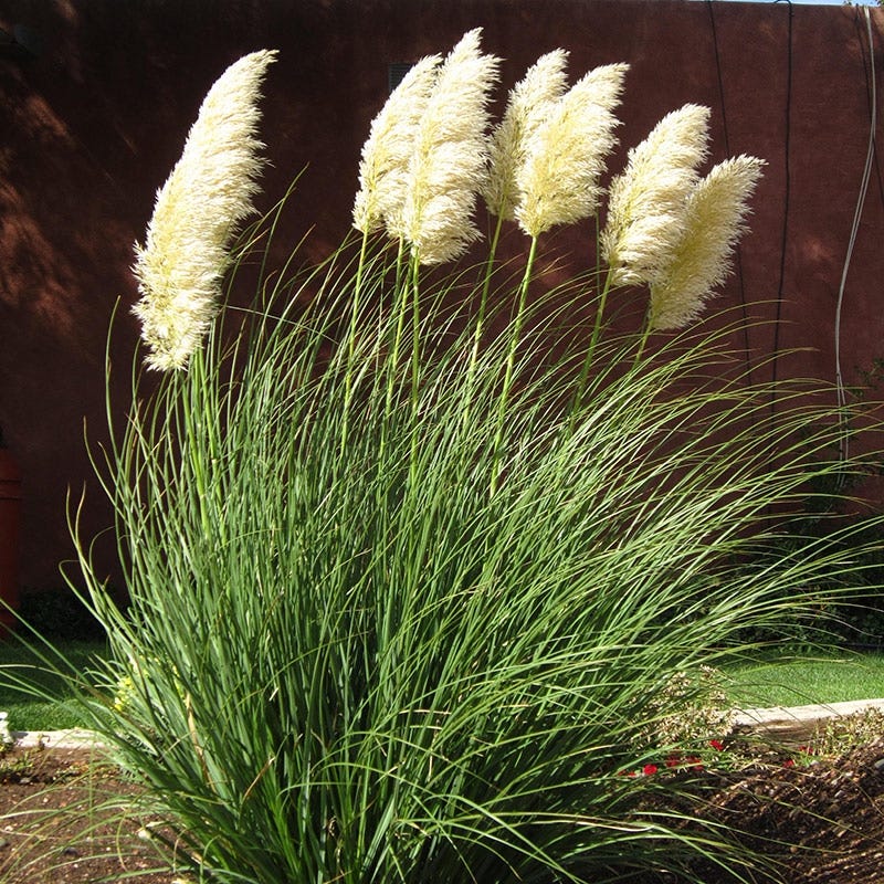 Cortaderia ' White'