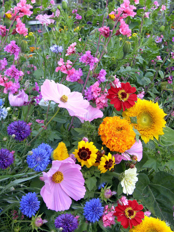 Renee's Garden Endless Bouquets Cut-Flower Garden Scatter Cans
