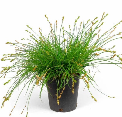 Carex "Tumulicola"