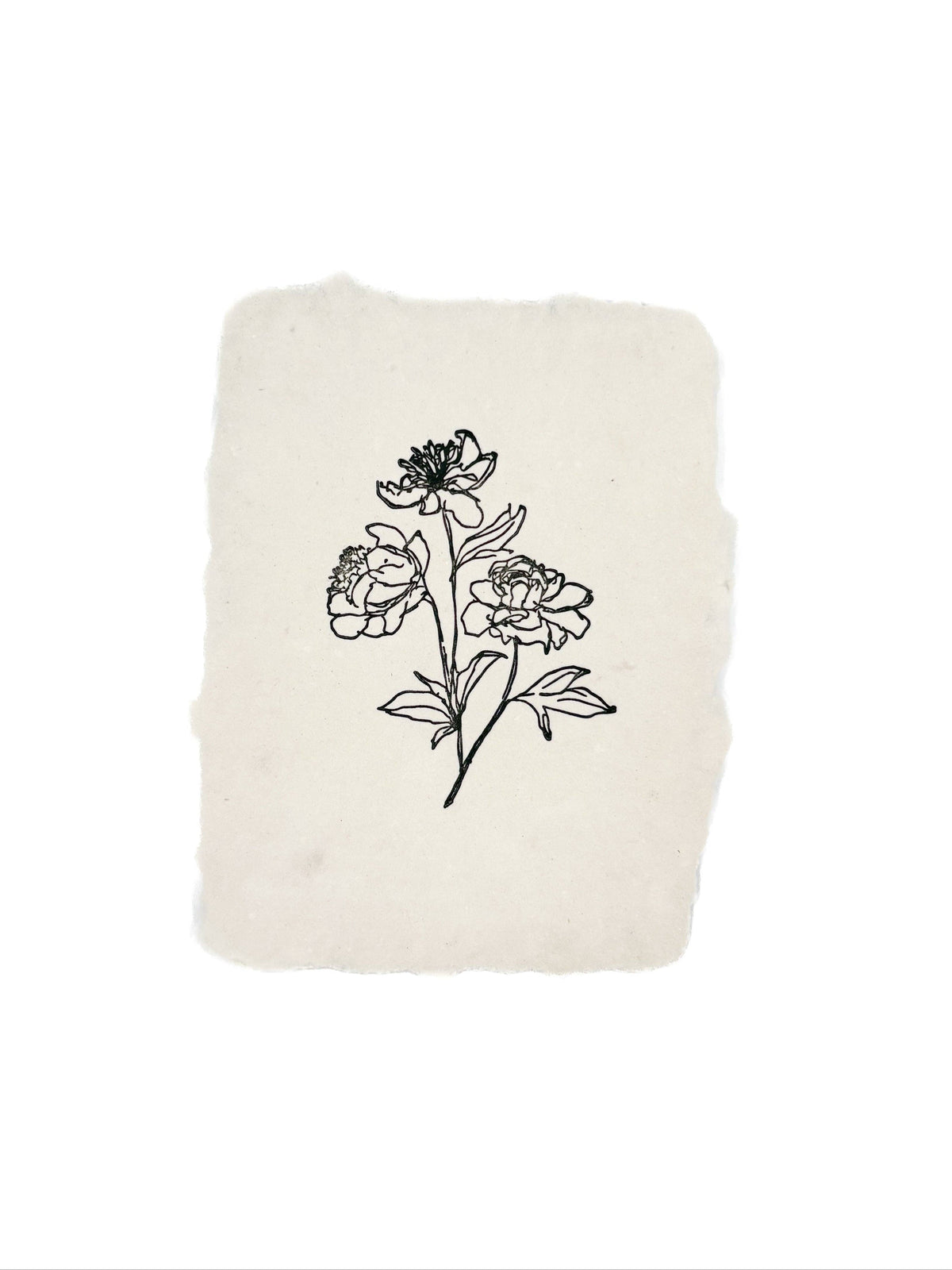 Peony stems
