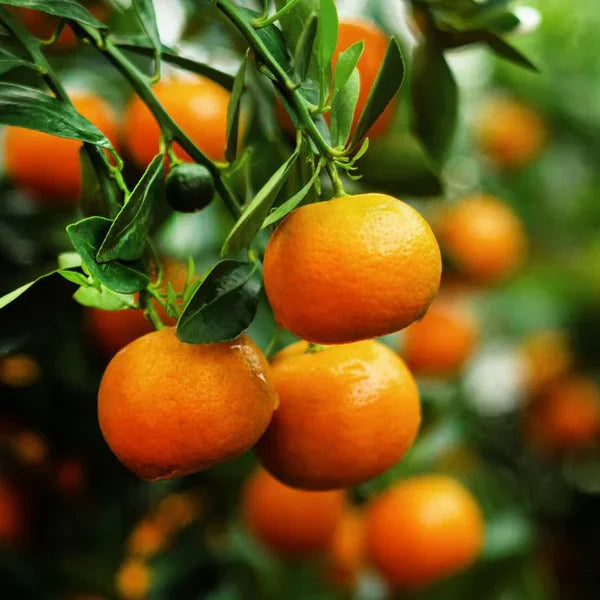 Mandarin 'Dancy'