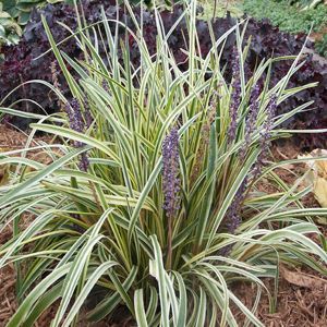 Liriope "Silvery Sunproof"