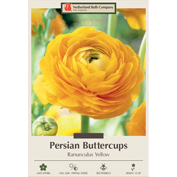 Yellow Persian Buttercups Ranunculus Bulbs
