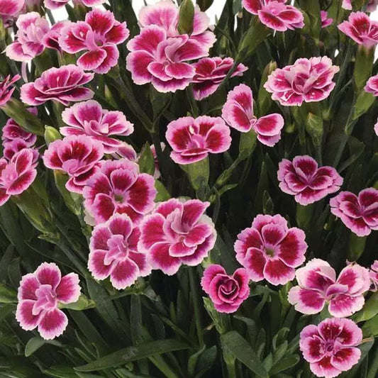Dianthus Pink