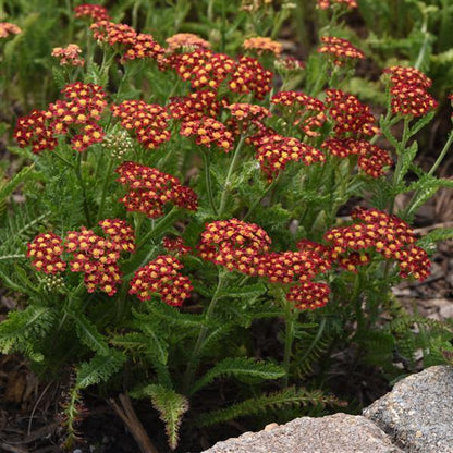 Achillea Milly Rock Red