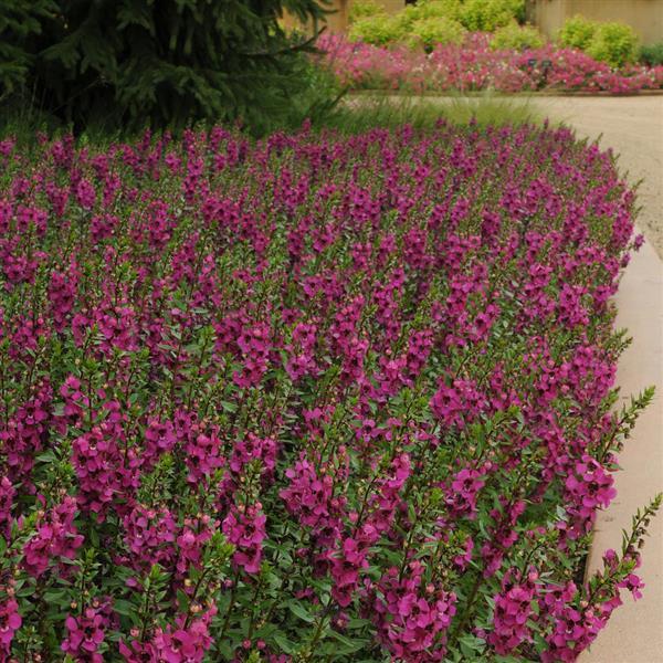 Angelonia Arc. Raspberry