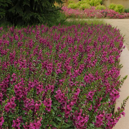Angelonia Arc. Raspberry