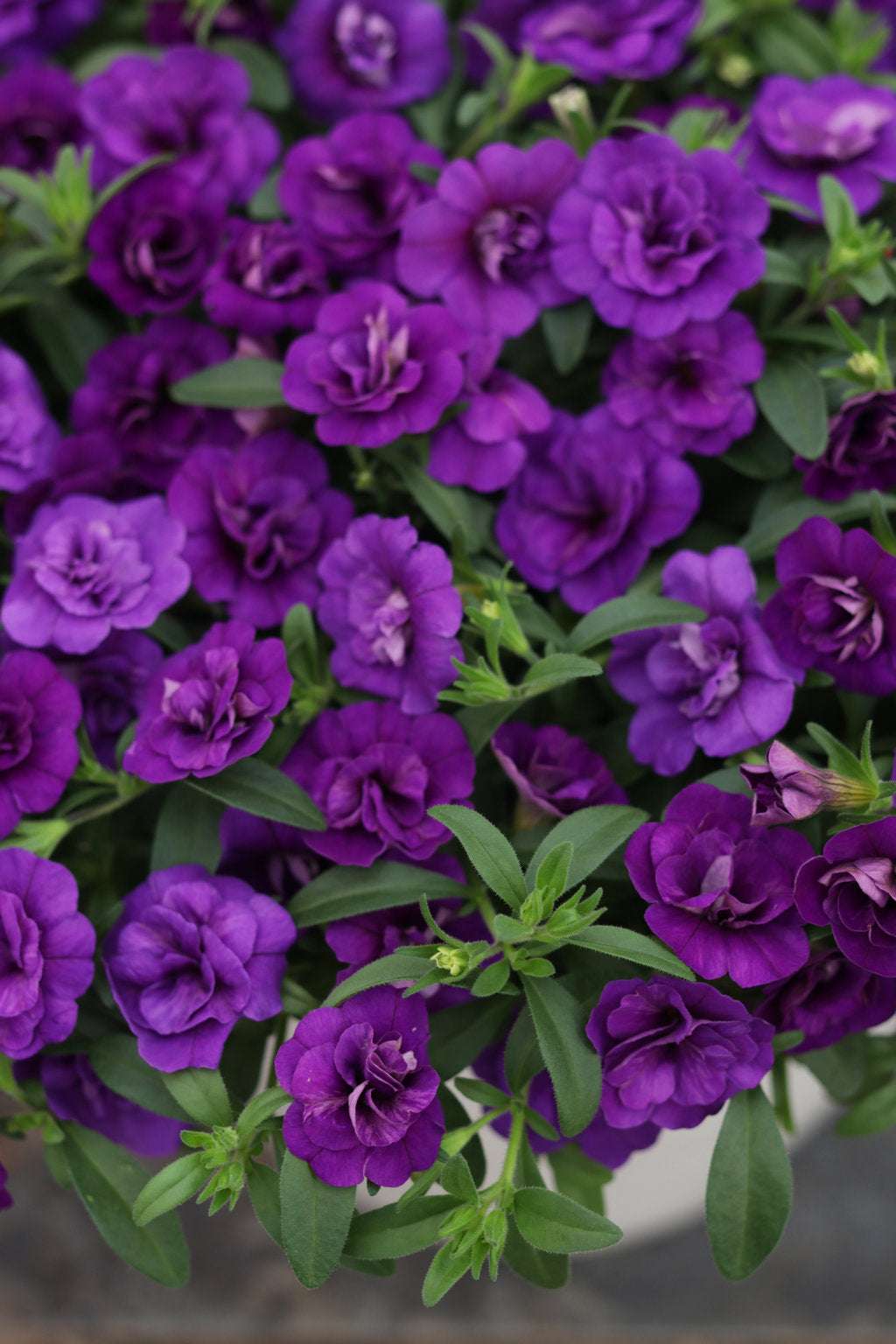 Calibrachoa "Double Purple"