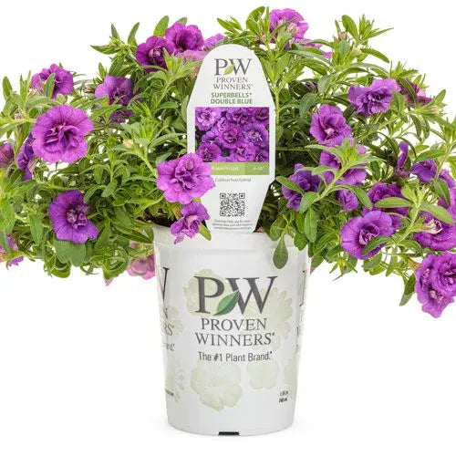 Calibrachoa "Double Purple"