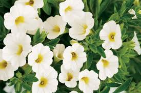 Calibrachoa "White"