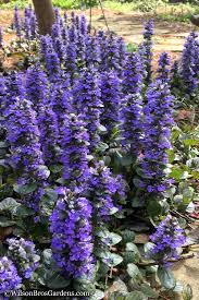 Ajuga "Catlin's Giant"