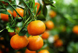 Mandarin 'Clementine'