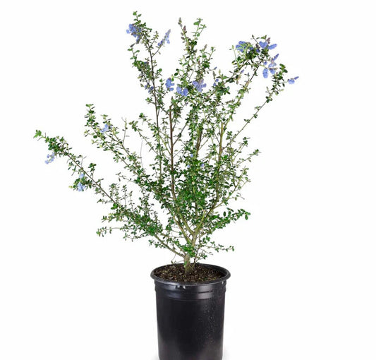 Ceanothus "Frosty Blue"
