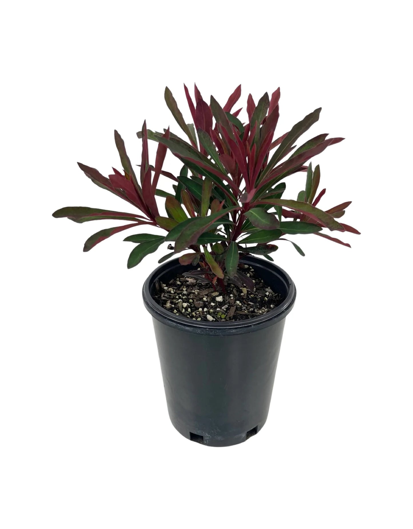 Euphorbia ' Miners Merlot'