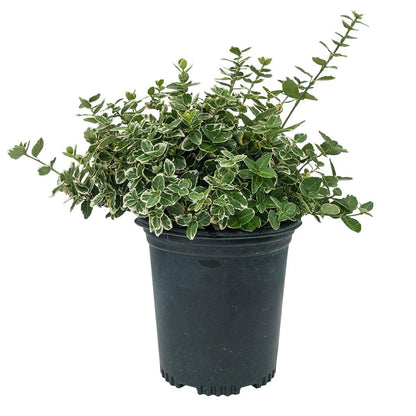 Euonymus 'Emerald Gaiety'