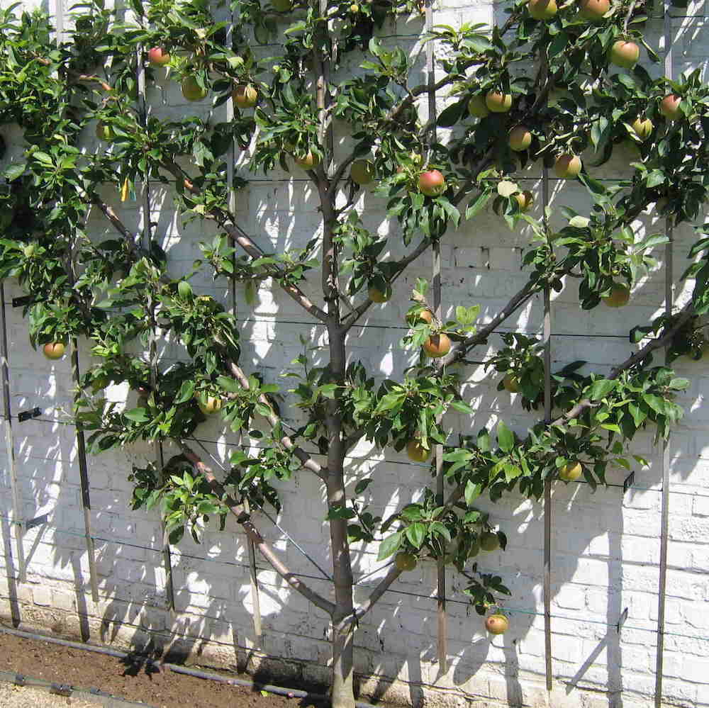 Apple '4N1' Espalier