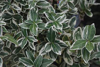 Euonymus 'Ivory Jade'
