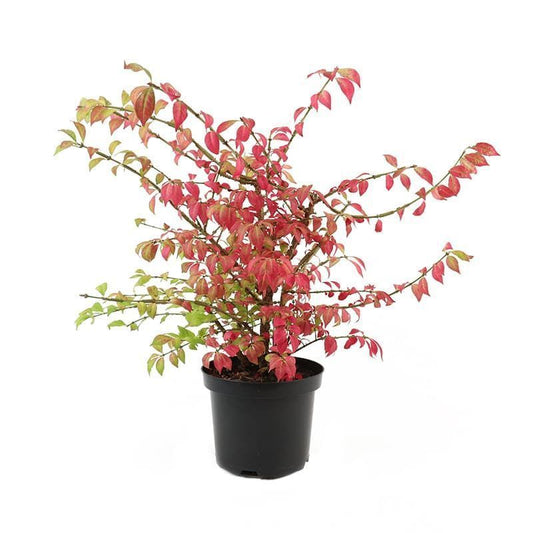 Euonymus ' Compacta'
