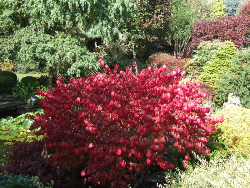 Euonymus ' Compacta'