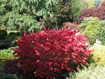 Euonymus ' Compacta'