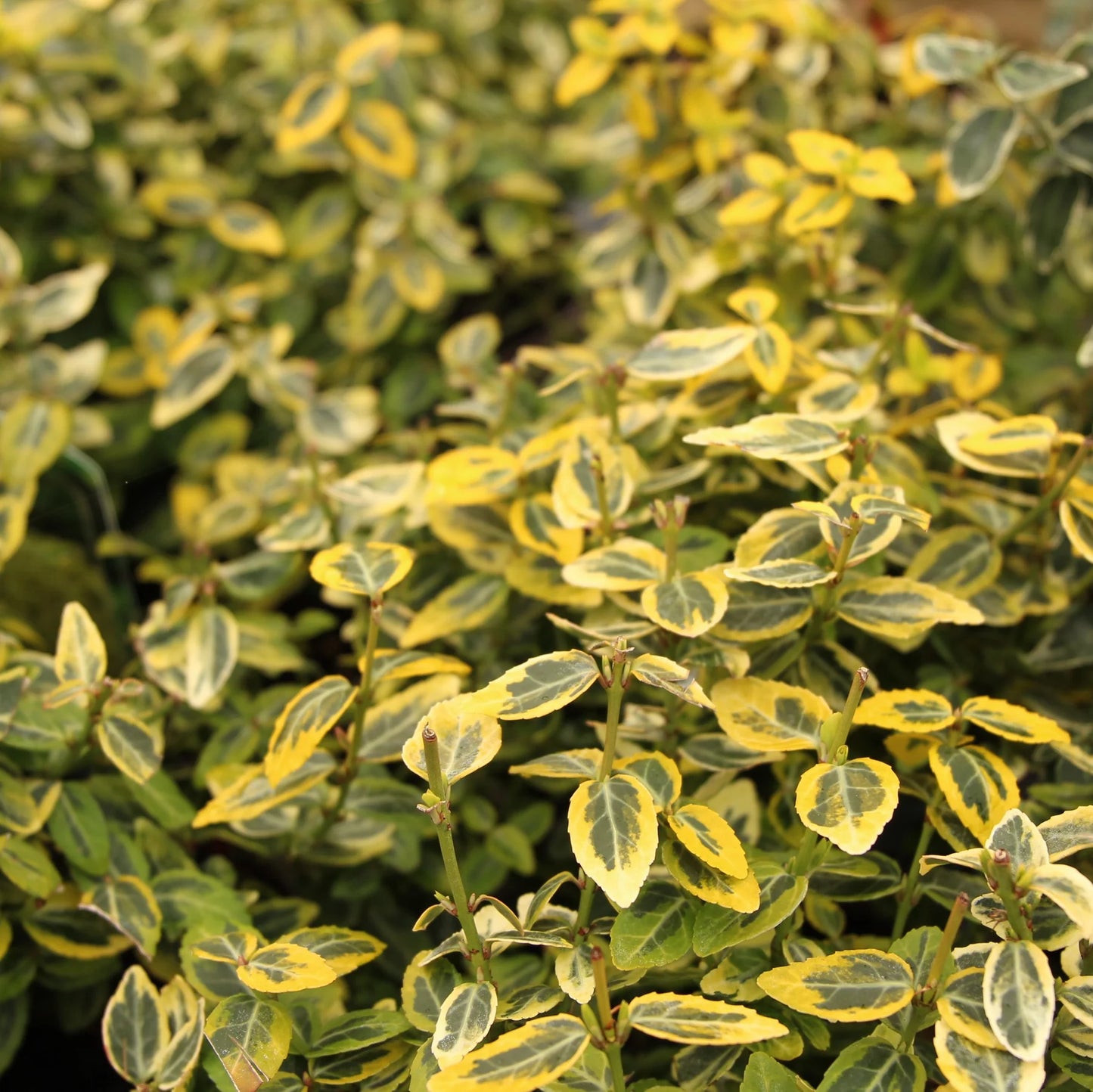 Euonymus ' Emerald n Gold'