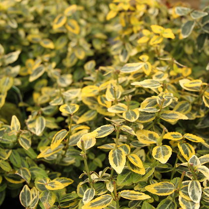 Euonymus ' Emerald n Gold'