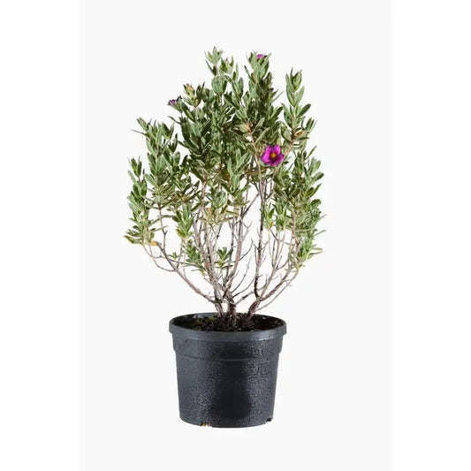 Cistus 'Sunset'