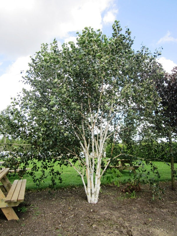 Betula Pendula "Alba" Multi Trunk