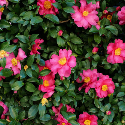 Camellia "Shishi Gashira"