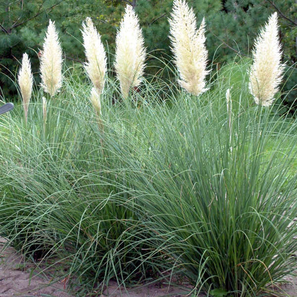 Cortaderia 'White Dwarf'