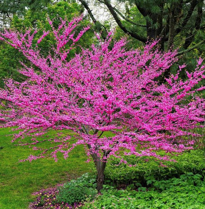 Cercis "Canadensis" Multi Trunk