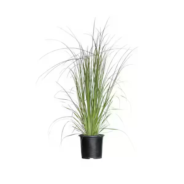 Cortaderia ' White'