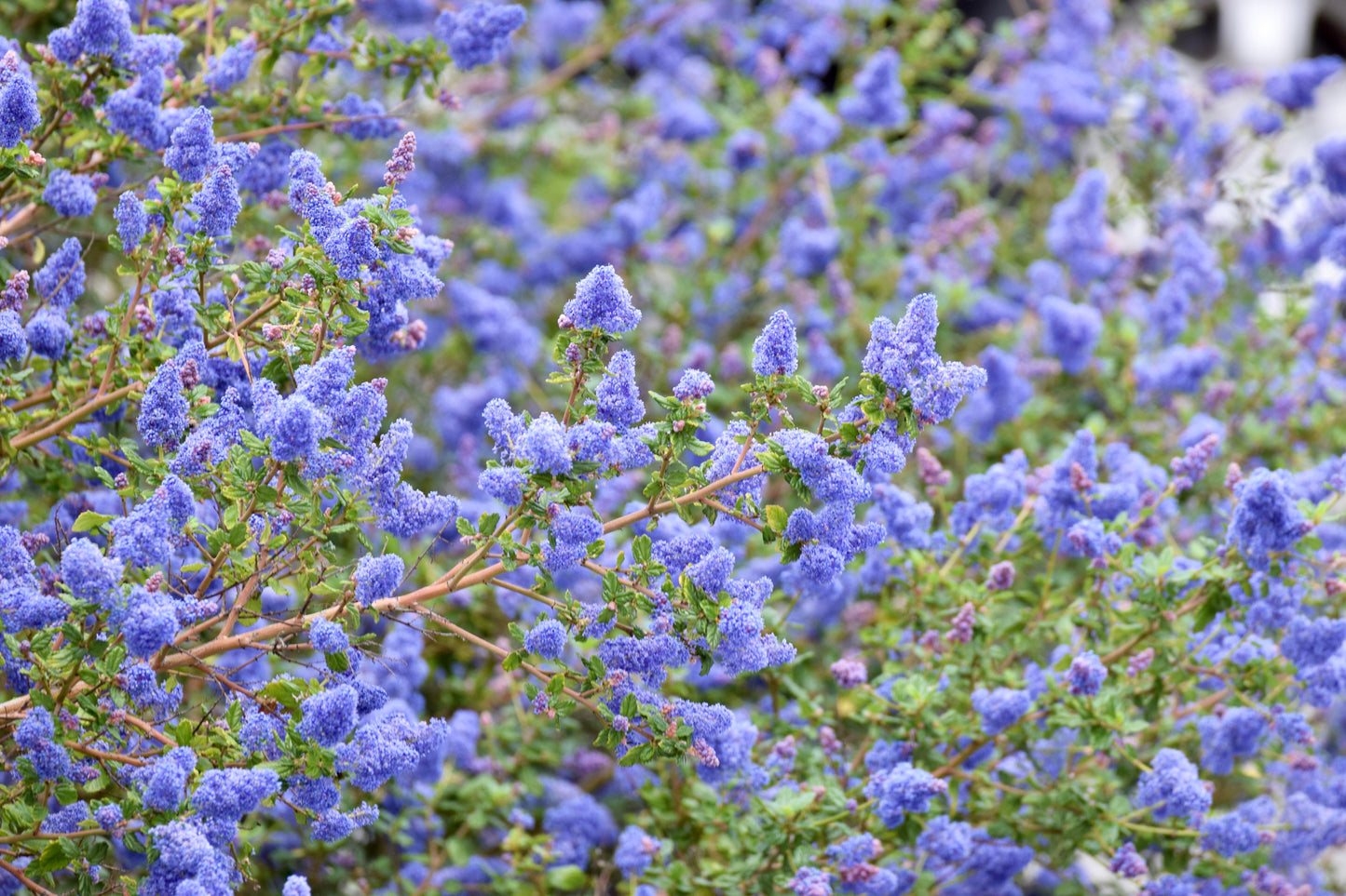 Ceanothus "Frosty Blue"