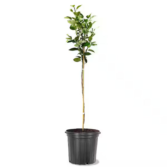 Pear 'Bartlett'