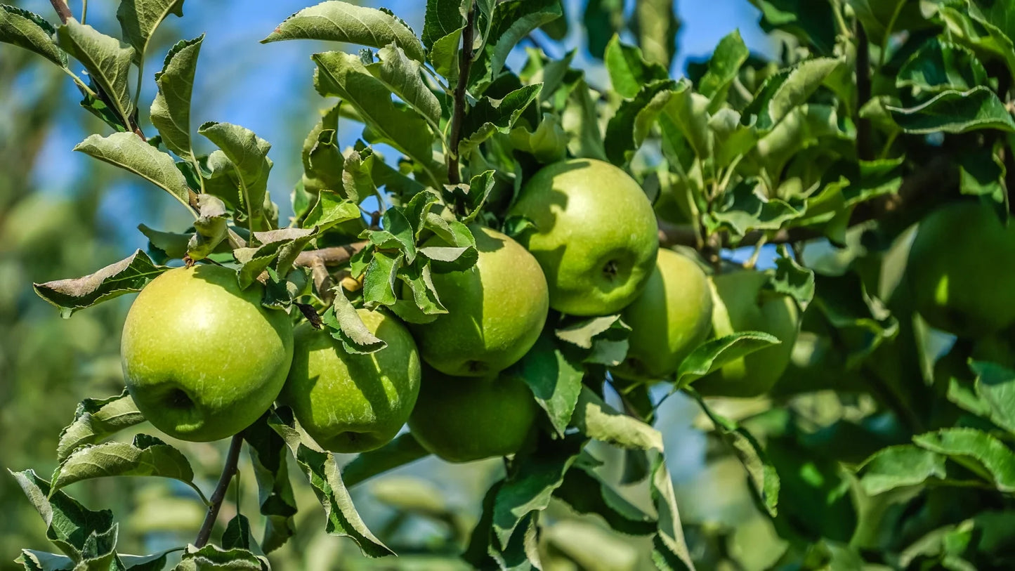 Apple 'Granny Smith'