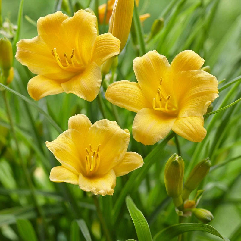 Daylily "Stelle De Oro"