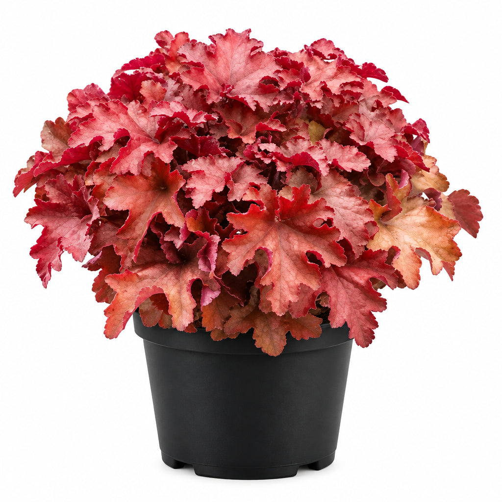 Heuchera Coralberry