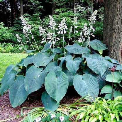 Hosta "Blue Angel"