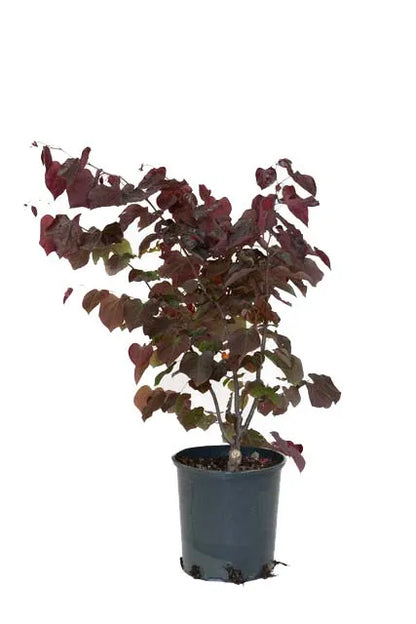 Cercis "Canadensis" Multi Trunk
