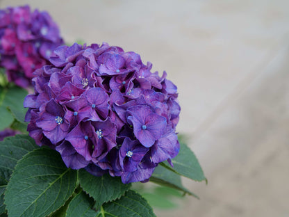 Hydrangea "Wee Bit Grumpy"
