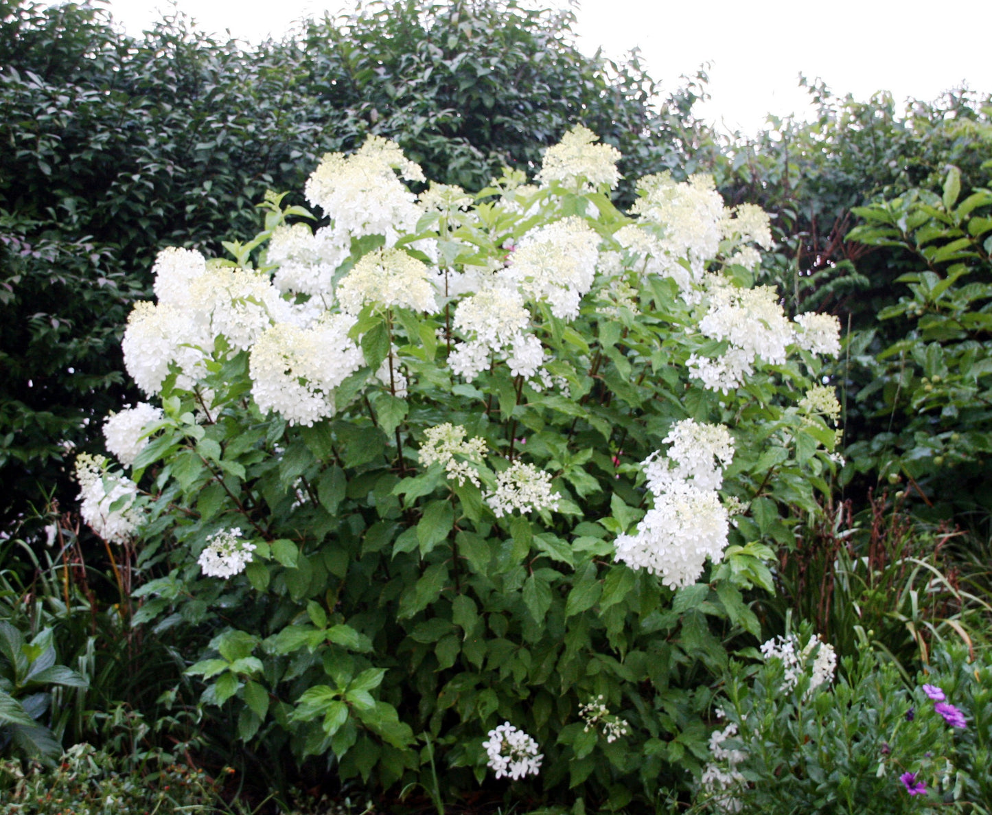 Hydrangea 'Phantom'
