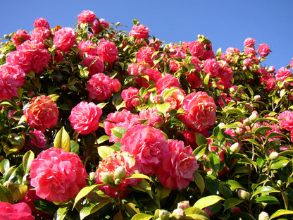 Camellia "Kramers Supreme"