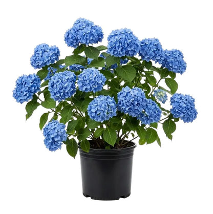 Hydrangea 'Nikko Blue'