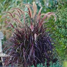 Pennisetum "Rubrum"