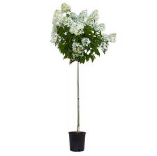 Hydrangea "Phantom Tree"