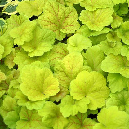 Heuchera Electric Lime
