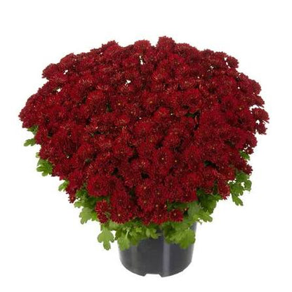 Mum Power Red